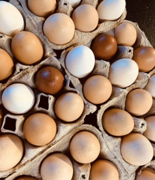 Farm Fresh Chicken Eggs